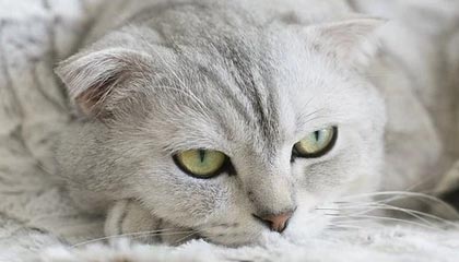 在线体育游戏娱乐平台-FIFA年度热搜：李铁任国足主帅、苏宁中超夺冠上榜