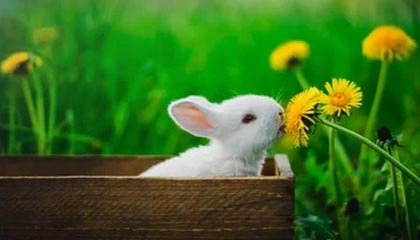 在线体育游戏娱乐平台-武磊2020总结:他在起伏中坚持 距离传奇已不远